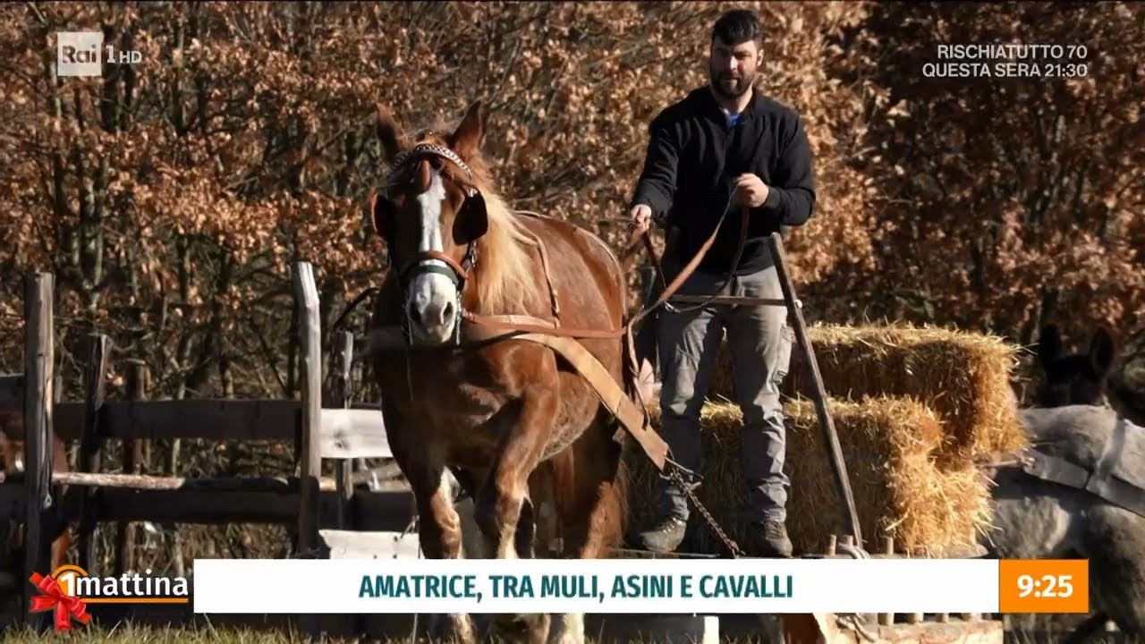 Amatrice tra asini, muli e cavalli - Unomattina - 03/01/2024