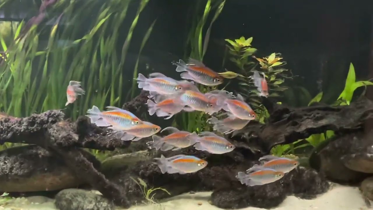 Congo tetras schooling
