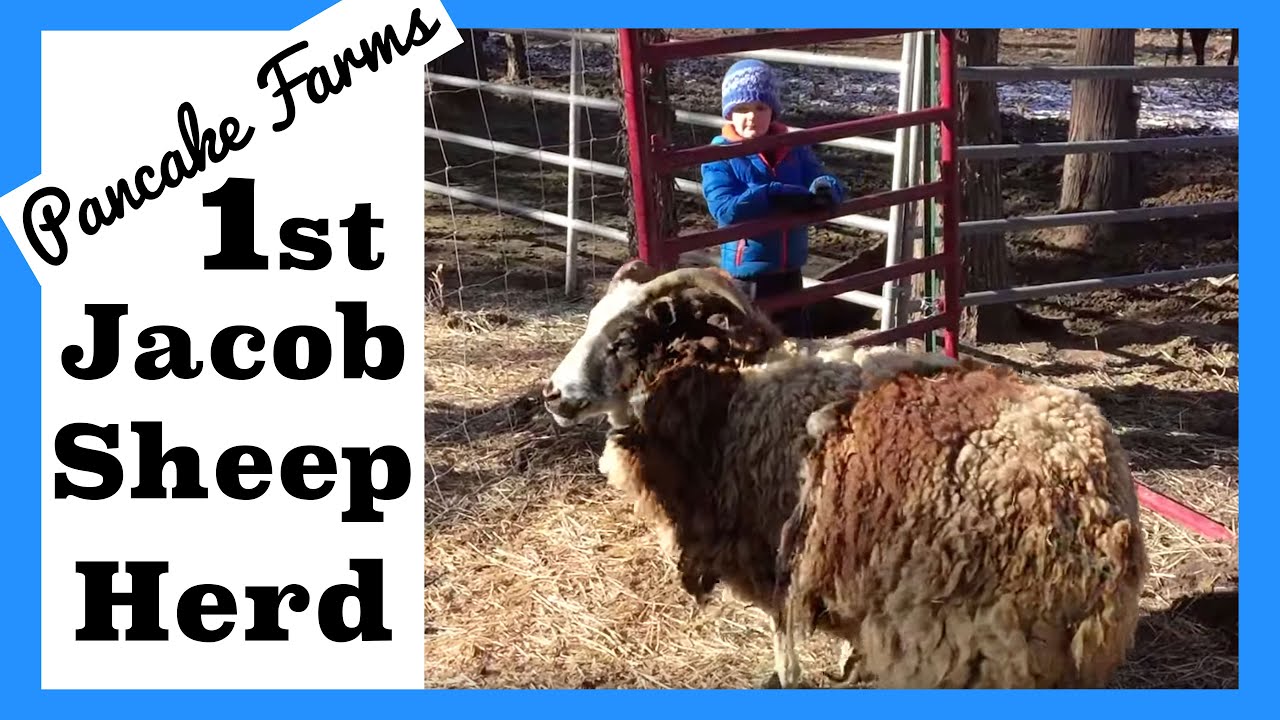 Getting our first herd of Jacob Sheep!