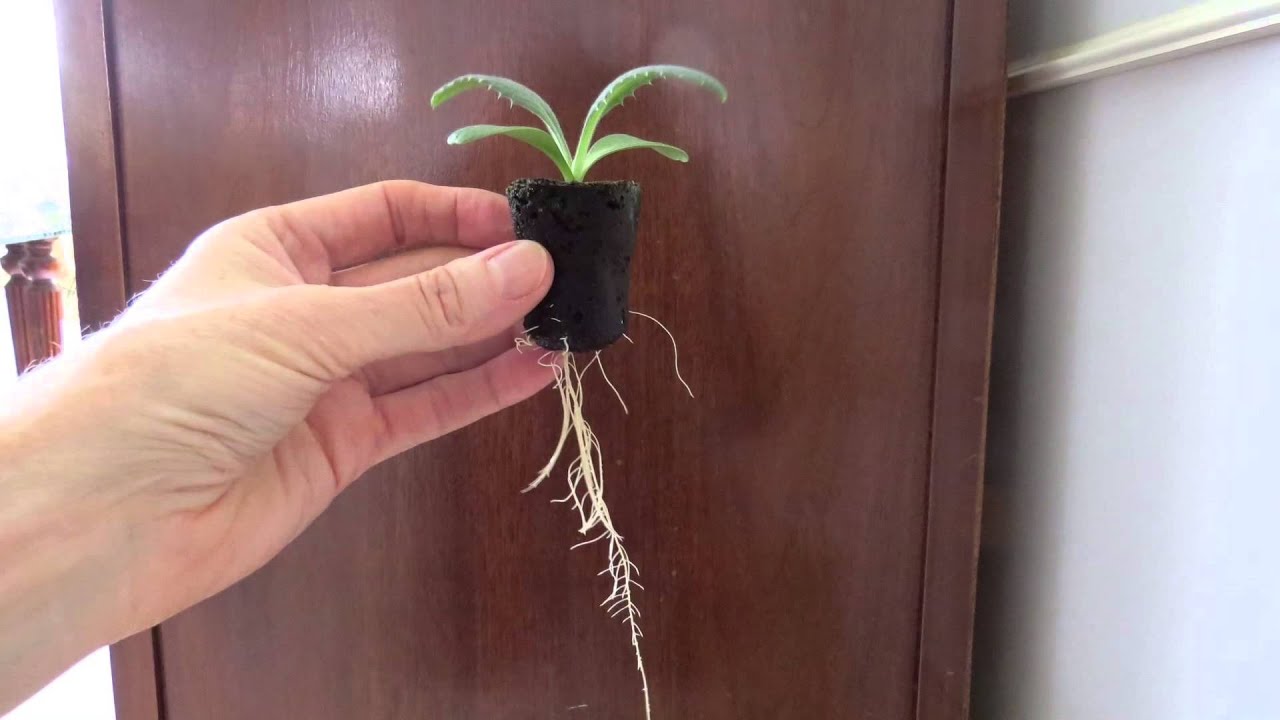Seed-starting 5: Transplanting seedlings