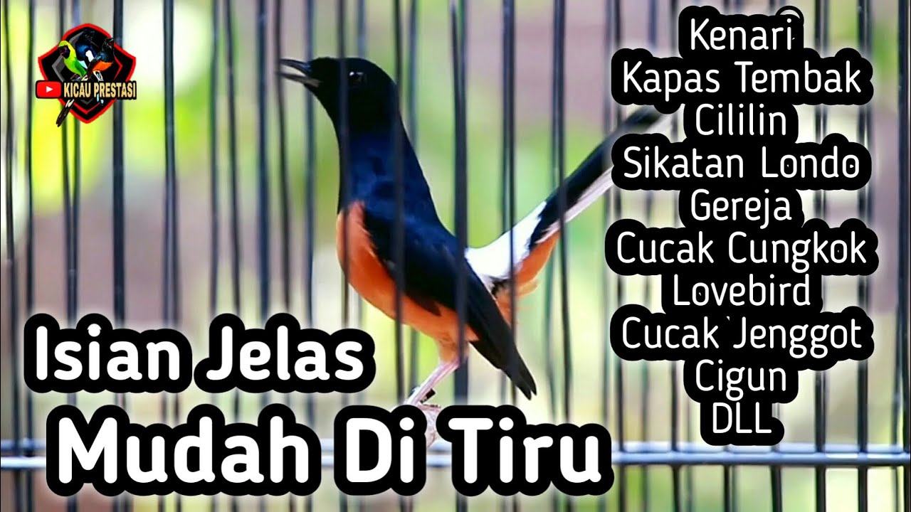 MASTERAN MURAI BATU FULL ISIAN TEMBAKAN CILILIN KENARI KAPAS TEMBAK GEREJA CUNGKOK LOVEBIRD CIGUN