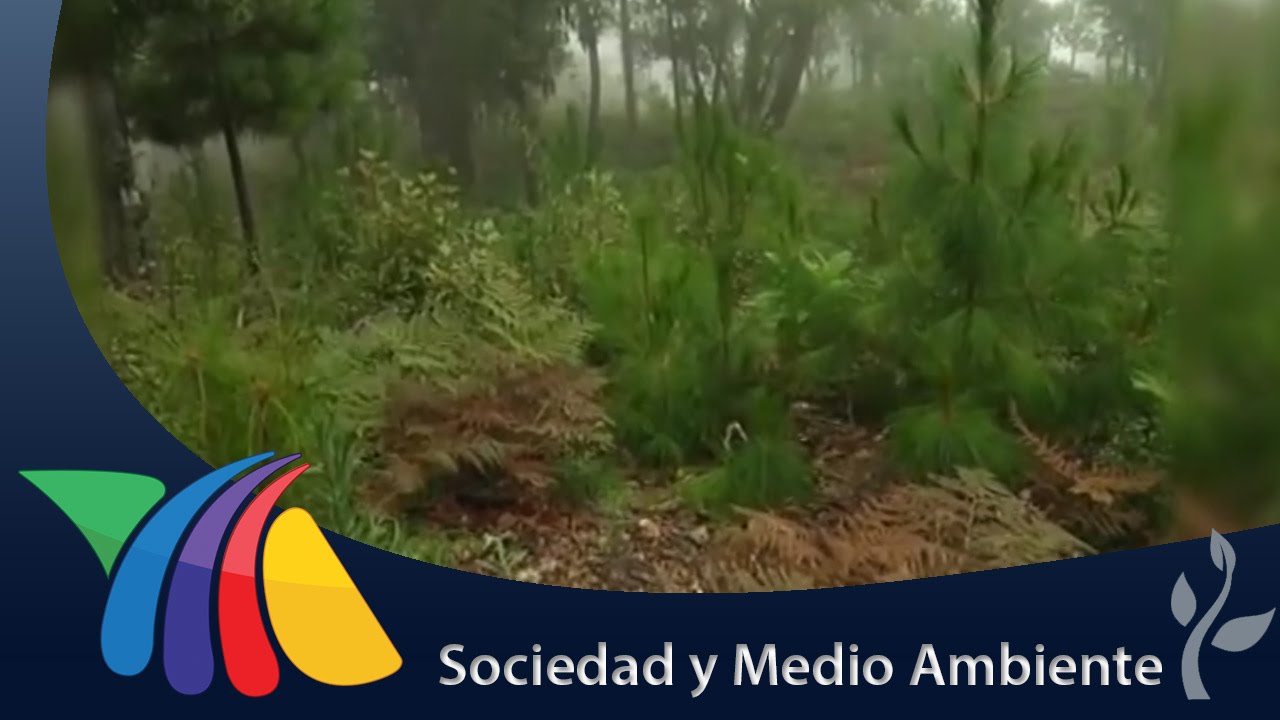 Conoce los bosques mes&oacute;filos de Oaxaca | Noticias de Oaxaca