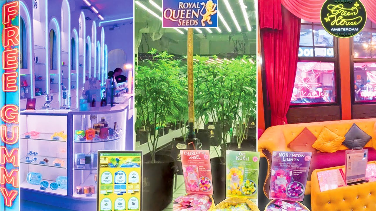 Best Cannabis in Bangkok Sukhumvit Area | Chopaka, Kush House, Royal Queen, Green House, Wonderland+