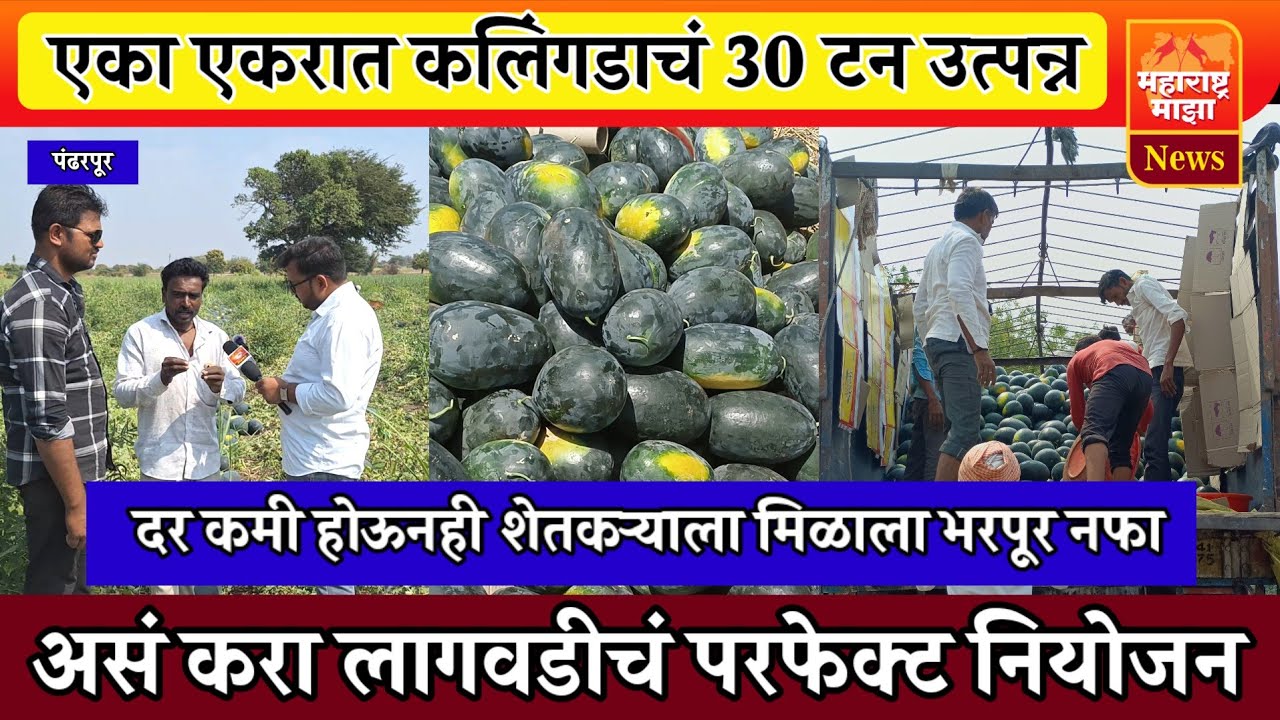 ♦️कलिंगड लागवडीतून एकरी 30 टनाचं उत्पन्न ! दर कमी होऊनही शेतकऱ्याला भरपूर नफा...!