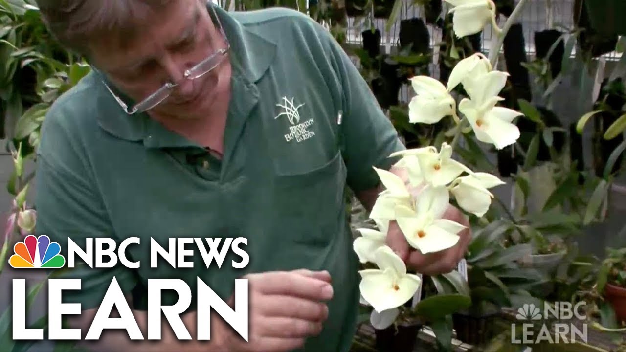 Plant Evolution and Adaptations