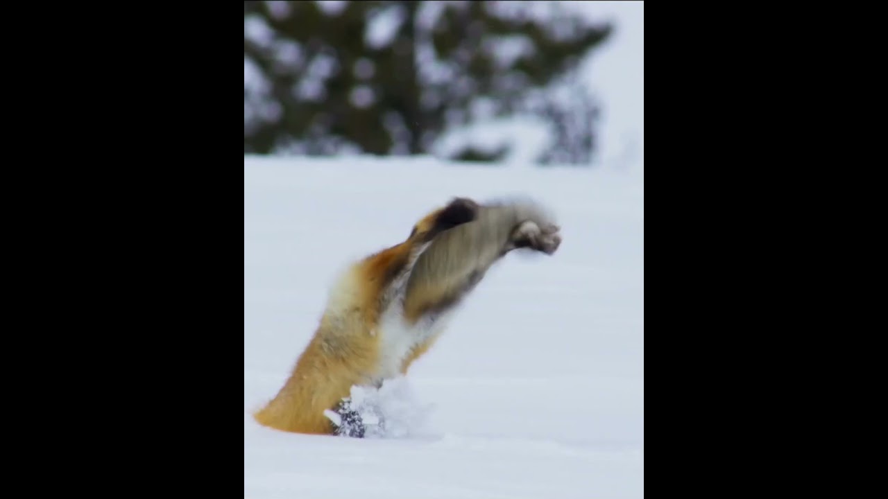 Impressive jump of the fox to hunt a mouse under the snow #animals #nature #fox #wildlife