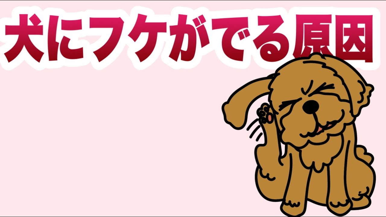 犬にフケがでる原因【獣医師解説】
