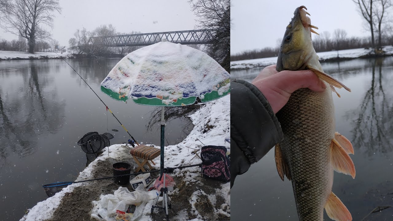 Zimsko pecanje Mrene i Skobalja na Feeder  *SNEG U MARTU