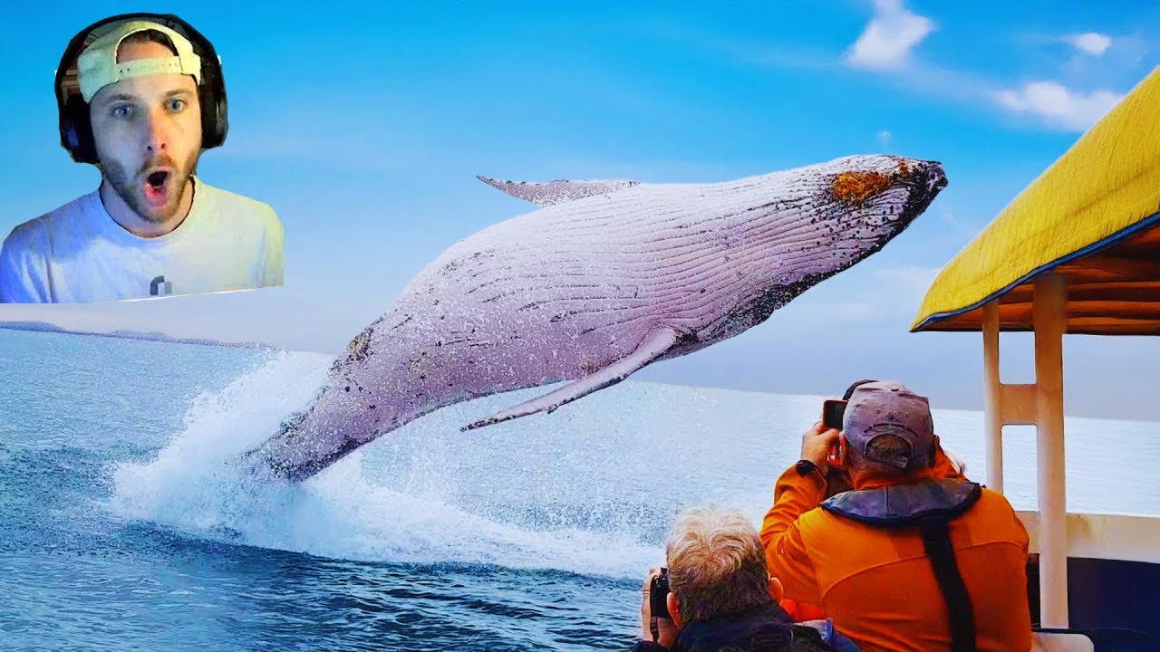 CRAZIEST ANIMAL ENCOUNTERS