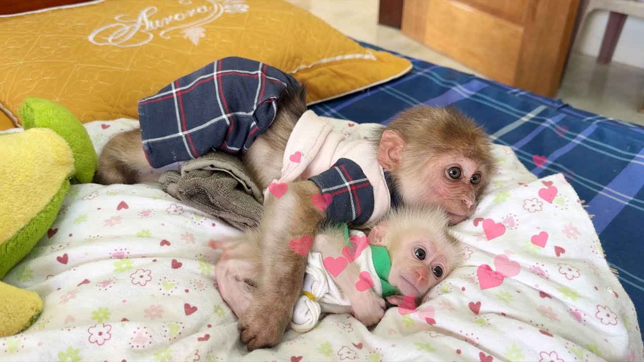 Super cute ! Monkey SinSin and baby monkey ZiZi are very affectionate | Best compilation