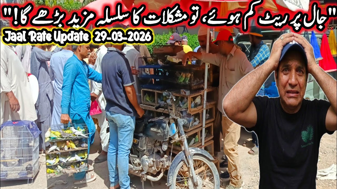 Lalukhet Sunday Birds Market Jaal rtae update 29-03-2026 @SYEDBIRDS