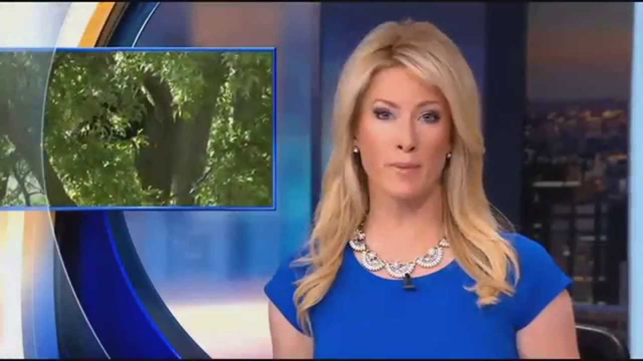 Bear Shot Down From Paramus Tree With Tranquilizer Darts