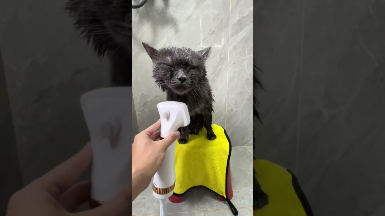 Washing cats? It&rsquo;s a piece of cake. #catbath #cat #catlife #catshorts #kitten  #foryou#pets #fypシ