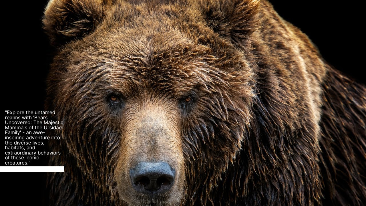 Bears Uncovered: The Majestic Mammals of the Ursidae Family