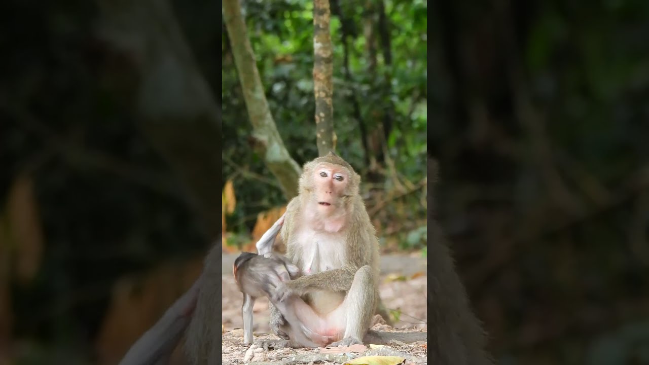 Poor Baby Monkey Misty Want To Run And Play Like Other Too...