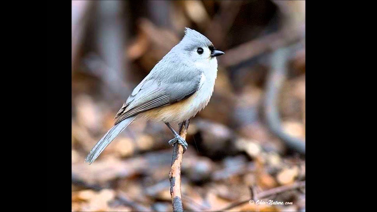 Oiseaux du Québec 3: Mésanges, Roitelets, Sittelles et autres.