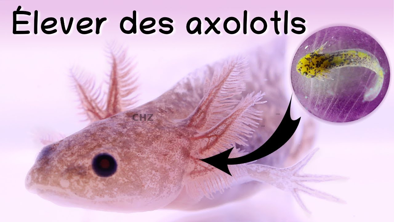 Élever des axolotls (reproduction, œufs et bébés)