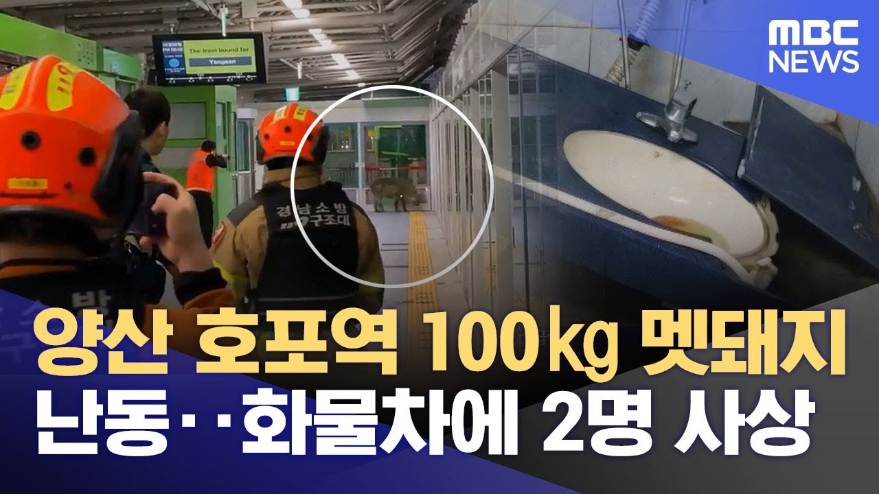 양산 호포역 100㎏ 멧돼지 난동‥화물차에 2명 사상 (2024.10.30/뉴스투데이/MBC)