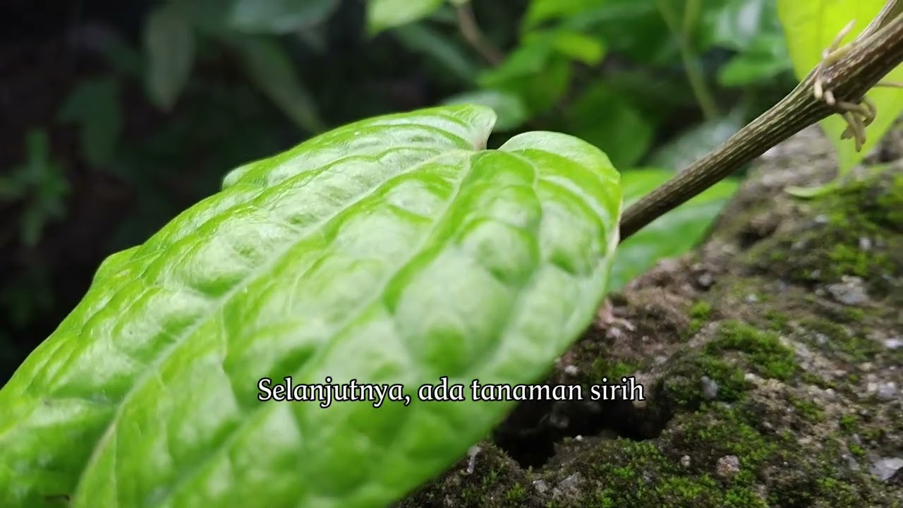 Kuliah | Prod Tan Hortikultura, Tanaman Biofarmaka | April 2025