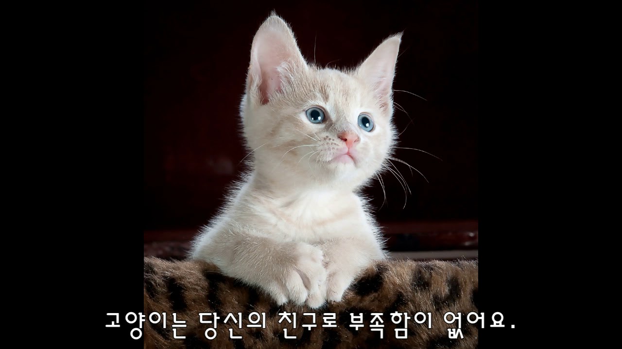 유율희고양이영상 20190726