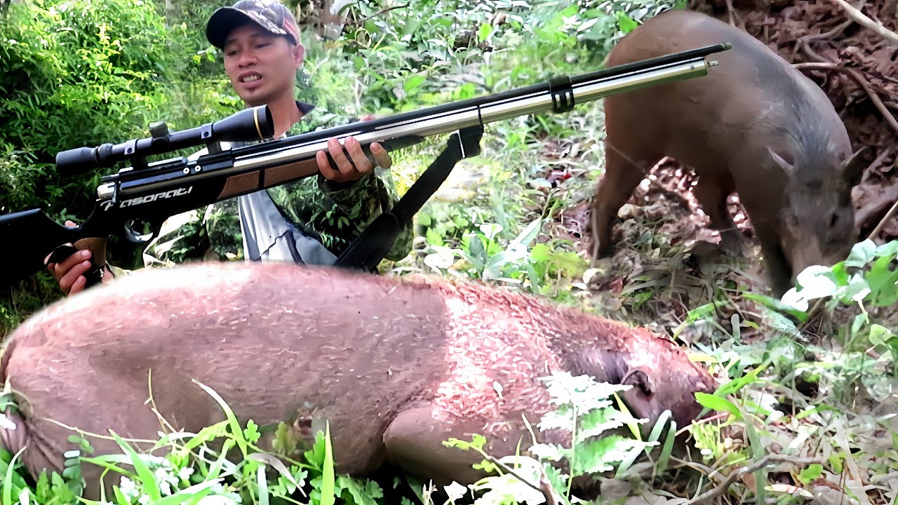 😱😱BERBURU GEROMBOLAN BABI HUTAN‼️PASOPATI MAKIN JOSss... //ROBOHKAN BABI HUTAN BESAR