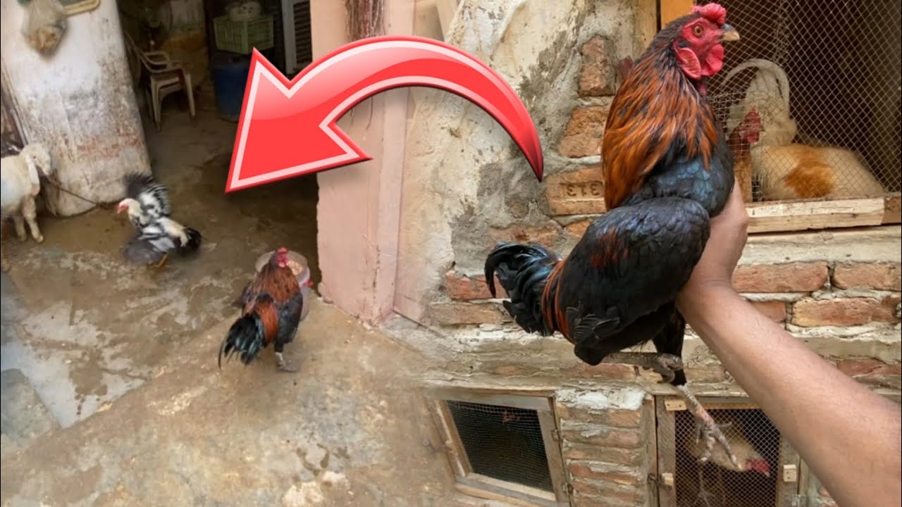 Sultan dar kar bhag Gaya 😱