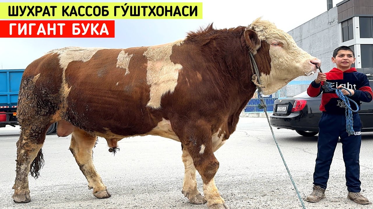 ЭРТАГА 2-МАРТ ГУ́ШТГА МАРХМАТ ШУХРАТ КАССОБ ГУ́ШТХОНАСИ !!! ХОРАЗМ БОЗОР 