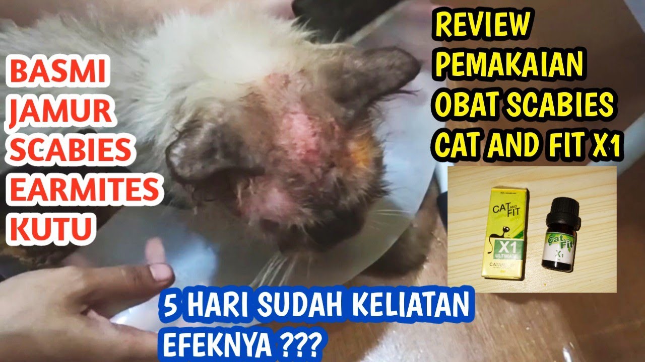 OBAT UNTUK KUCING SCABIES DAN REVIEW OBAT SCABIES CAT AND FIT X1