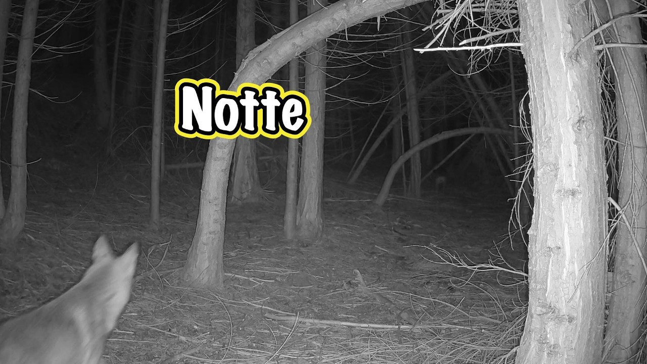 5 mesi in montagna. Questo è quello che è successo!