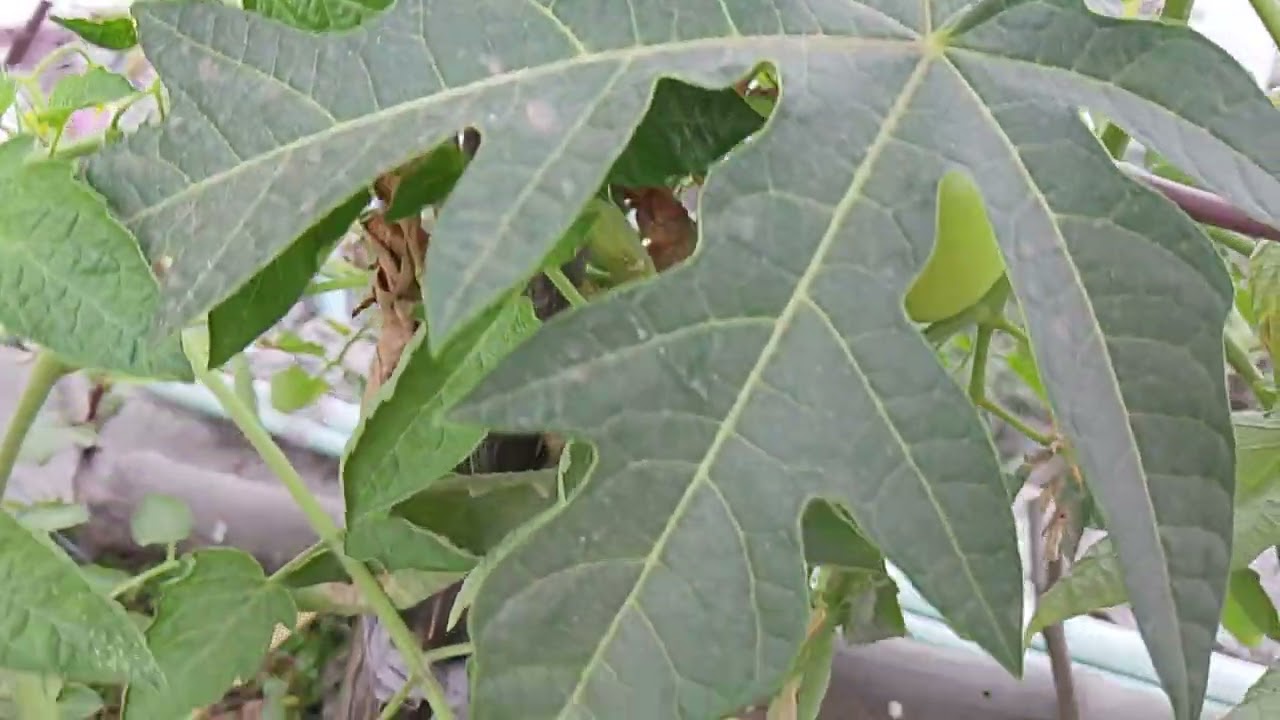 My roof top fruits...
