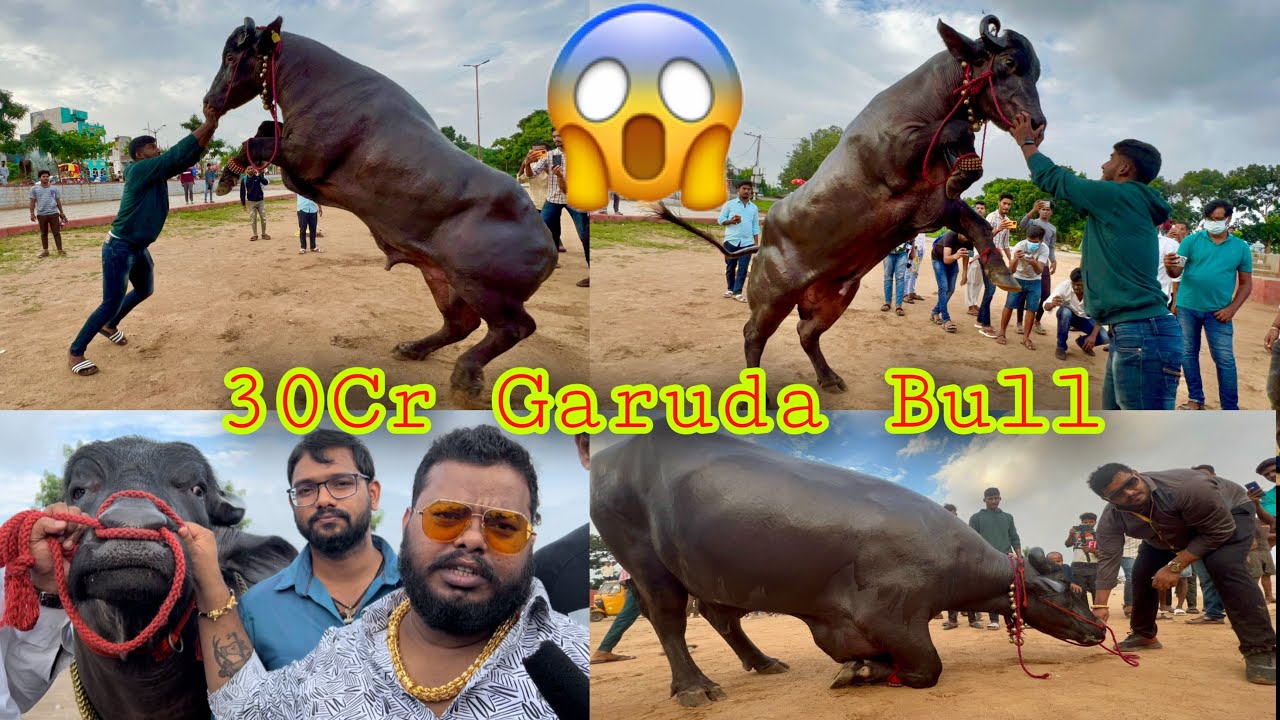 Khairatabad Sadar 2022 | 30cr garuda bull | Rana bull | kattppla |  Gama Bull Madhu Yadav sadar 2022