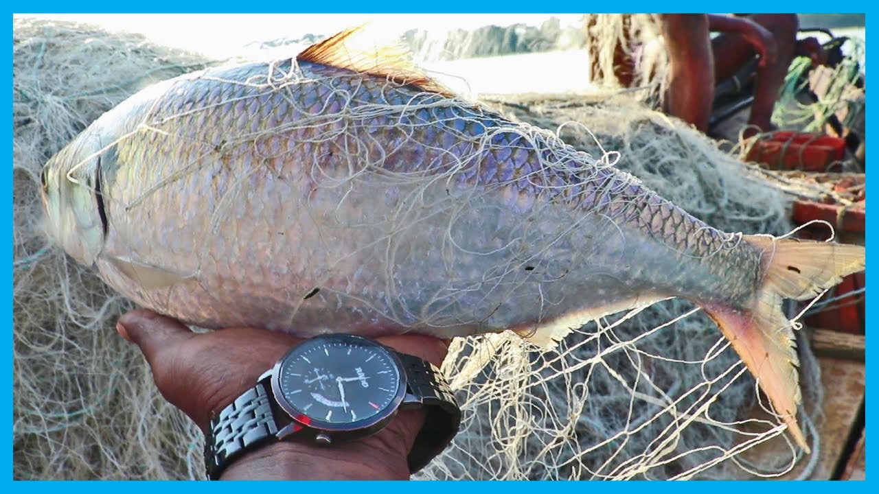 Amazing Fast Hilsa Fishing Skill (PART 105) - Catching Hilsa Fish Big in the River