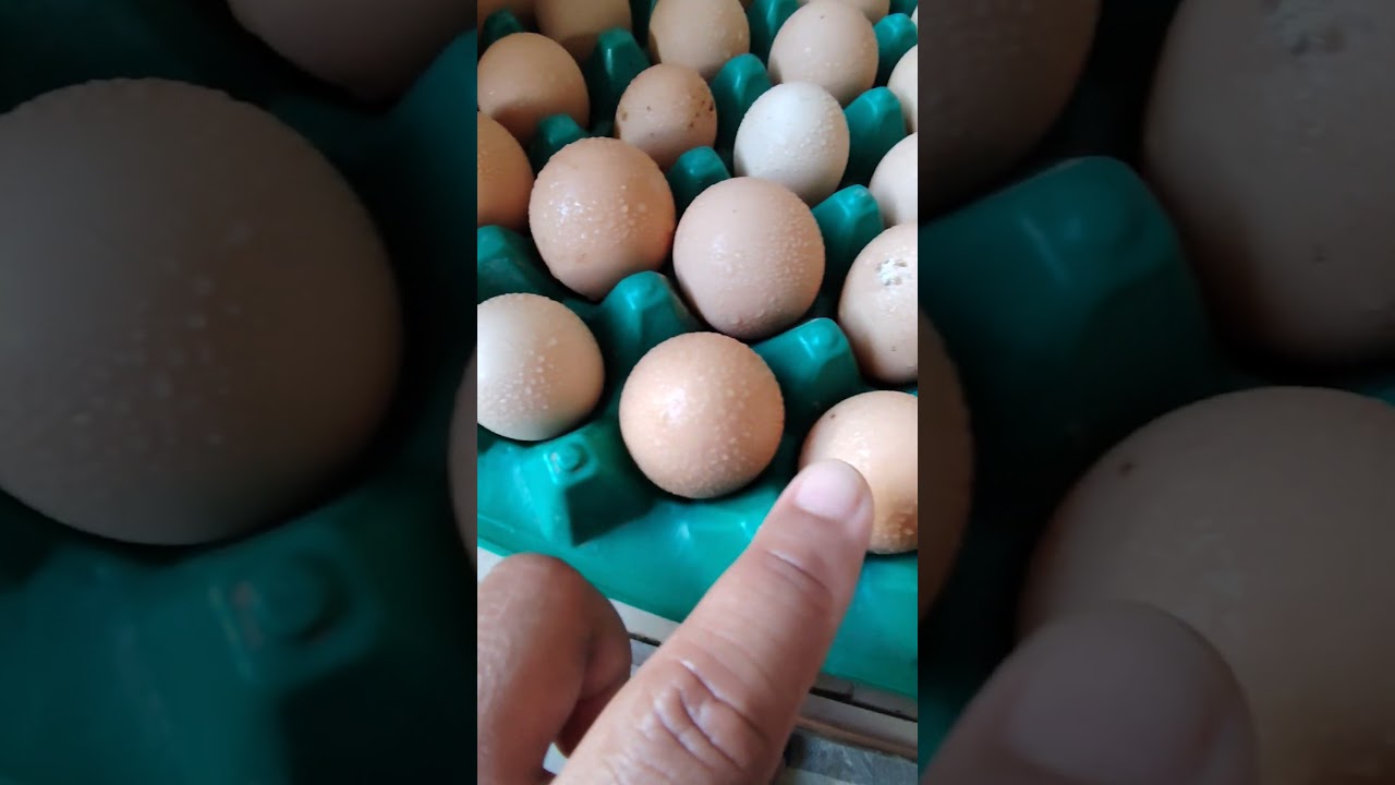 2nd stage before incubating. #kabibofarming #backyardfarming #backyardchickens #eggs #fertileeggs