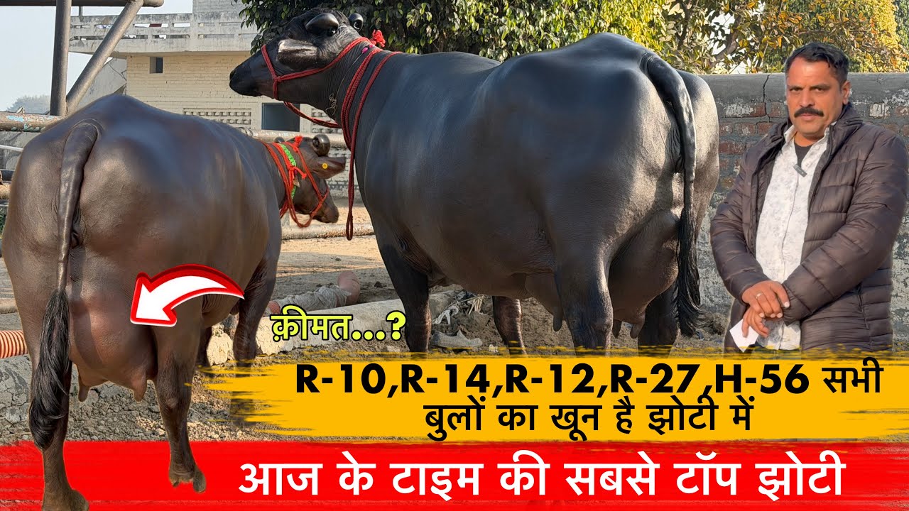 🔴आज के टाइम की सबसे टॉप झोटी👉R-10,R-14,R-12,R-27,H-56 सभी बुलों का खून है झोटी में।☎️9996549802.