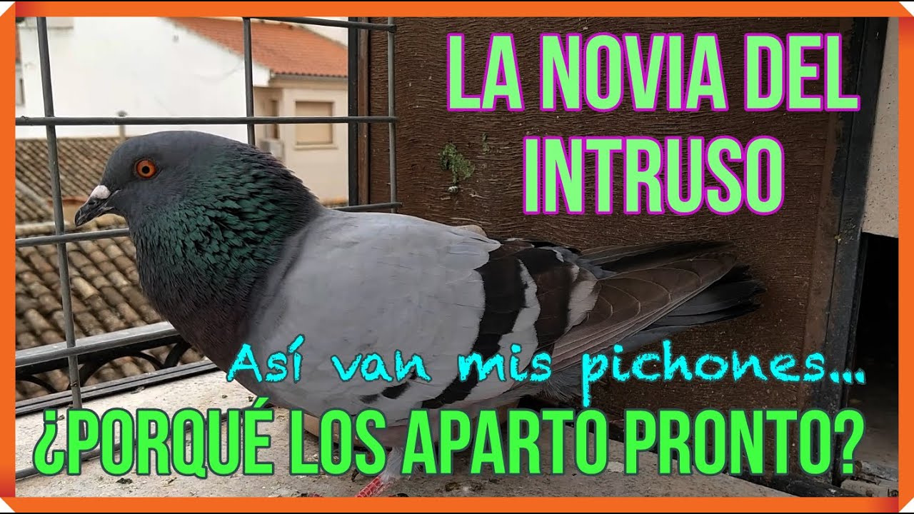 La novia del Intruso🙎&zwj;♀️As&iacute; van mis pichones...😀🇪🇸