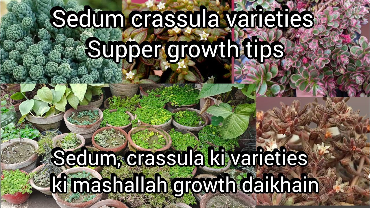 Sedum and crassula varieties supper growth tips/ surprised growth//Grow green 445