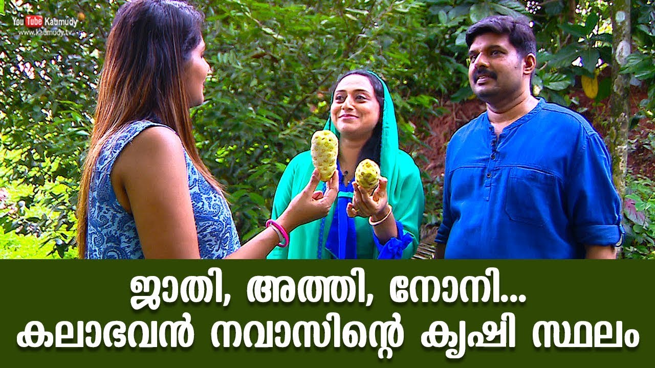 Nutmeg, Ficus, Morinda... The agricultural land of Kalabhavan Navas | Kaumudy
