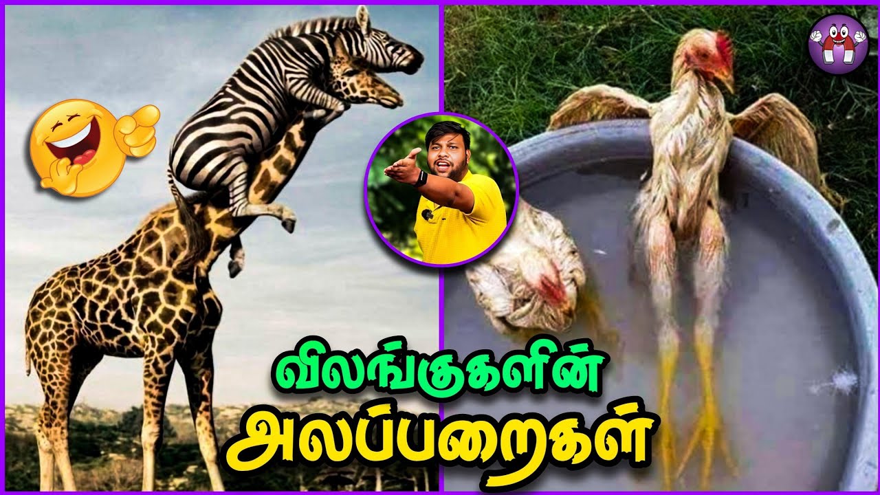 அலப்பறையான ANIMAL சம்பவங்கள் | Funny Animals | Pt.7 | TMF 2.0