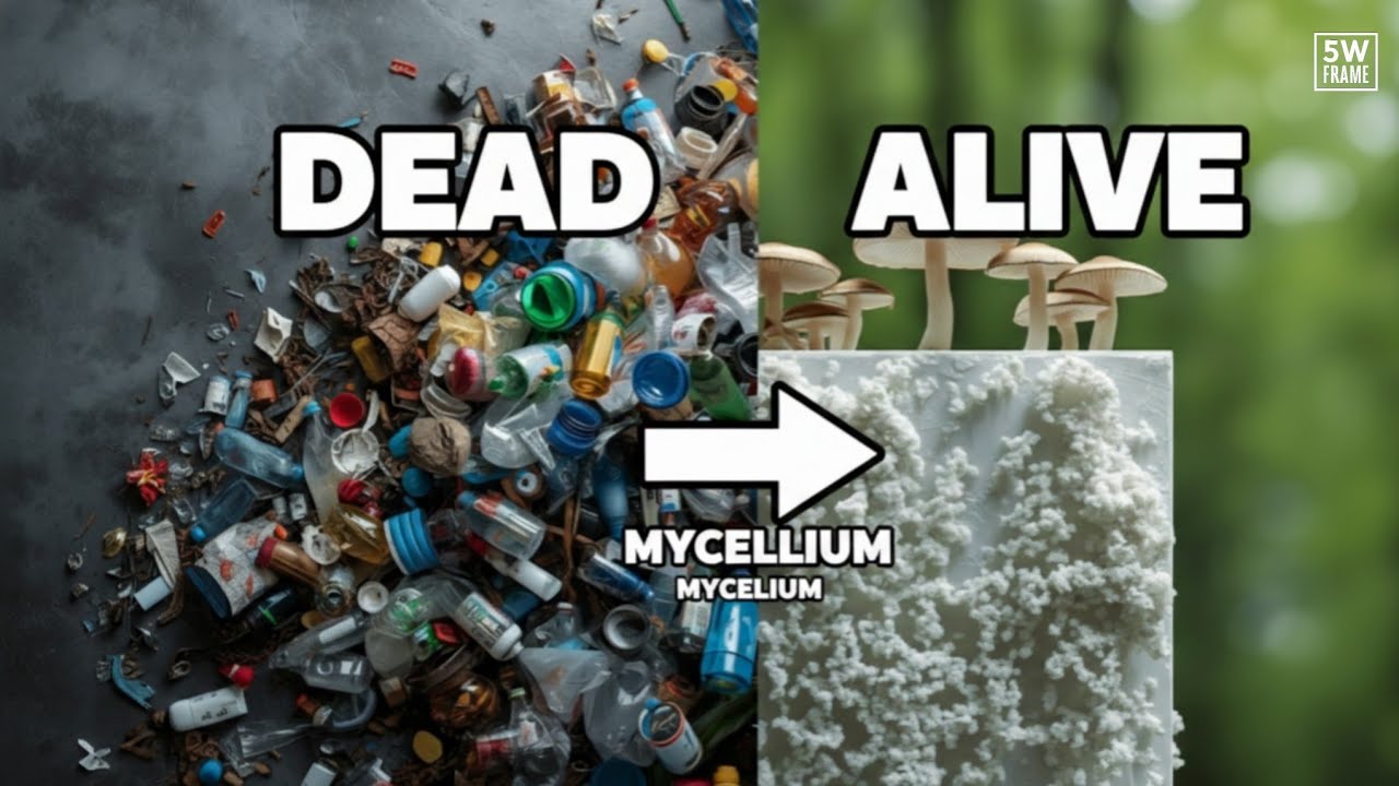 The Mushroom That Could Replace Plastic Forever