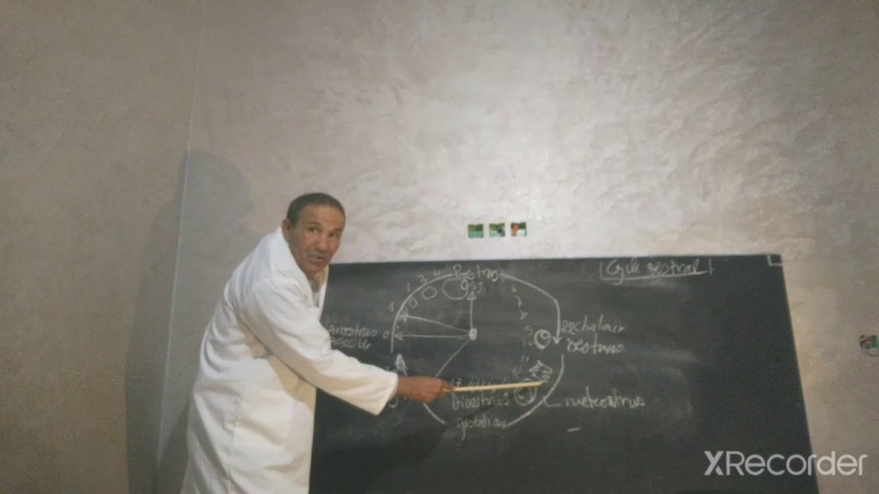 الدورة الجنسية عند البقر