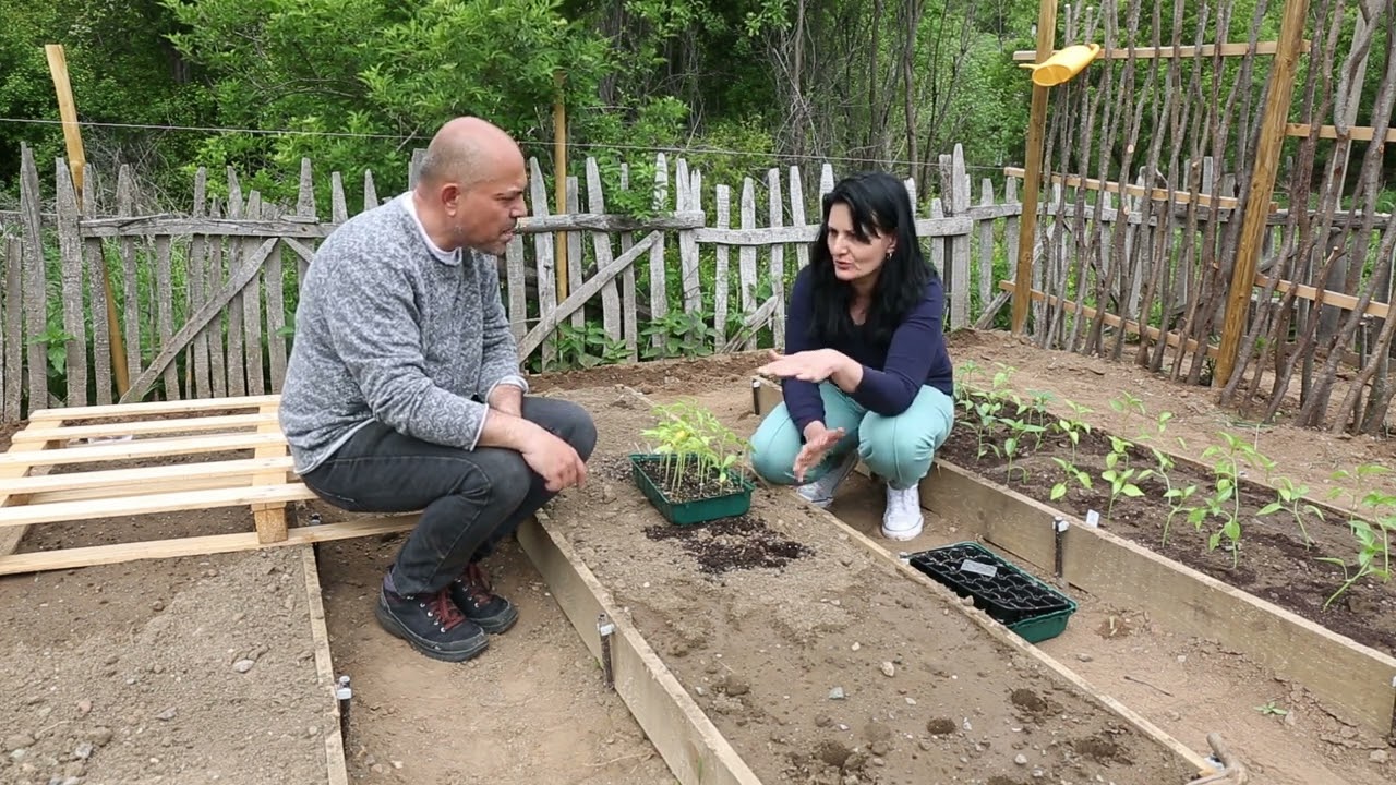 Посадка перца на приподнятые грядки в нашем огороде.