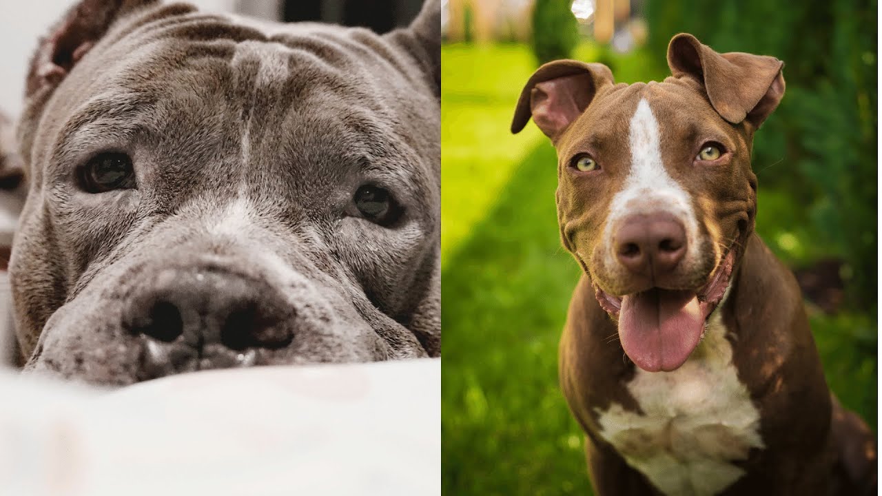 Pitbulls Being Wholesome EP.40 | Funny and Cute Pitbull Compilation