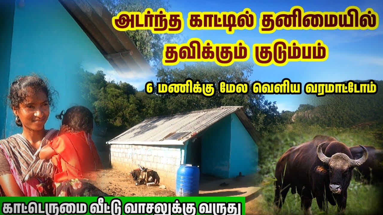 அடர்ந்த காட்டில் தனிமையில் தவிக்கும் குடும்பம் | காட்டெருமை வீட்டுக்கே வருது |