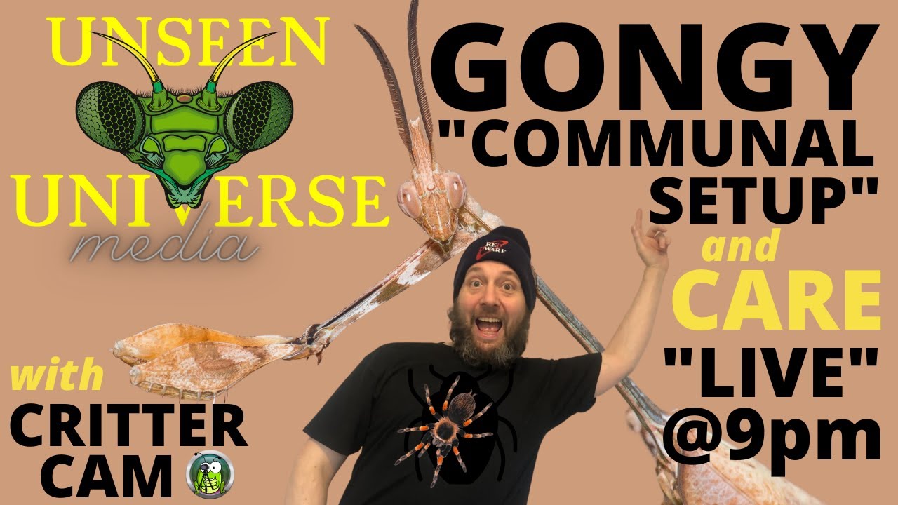 Gongylus gongylodes (Wandering Violin Mantis) - COMMUNAL SETUP & CARE