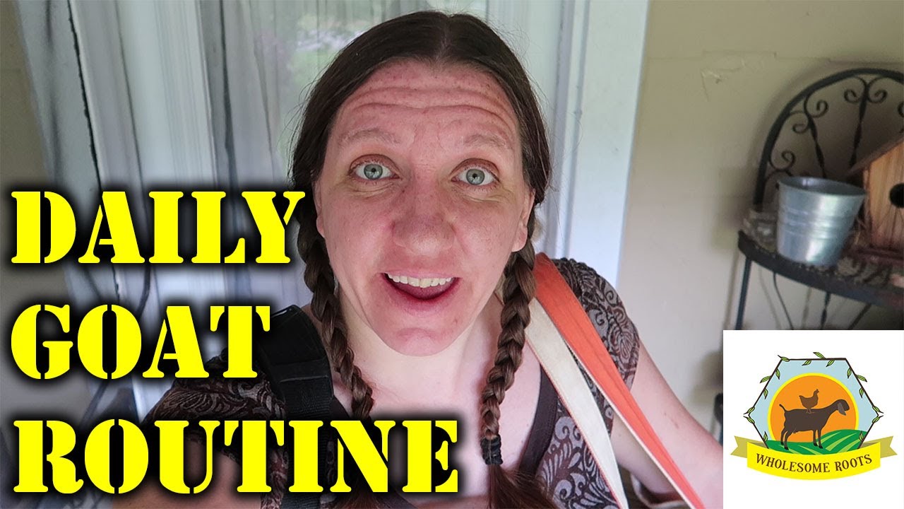 Our Daily Goat Routine! Guildbrook Farm Collaboration