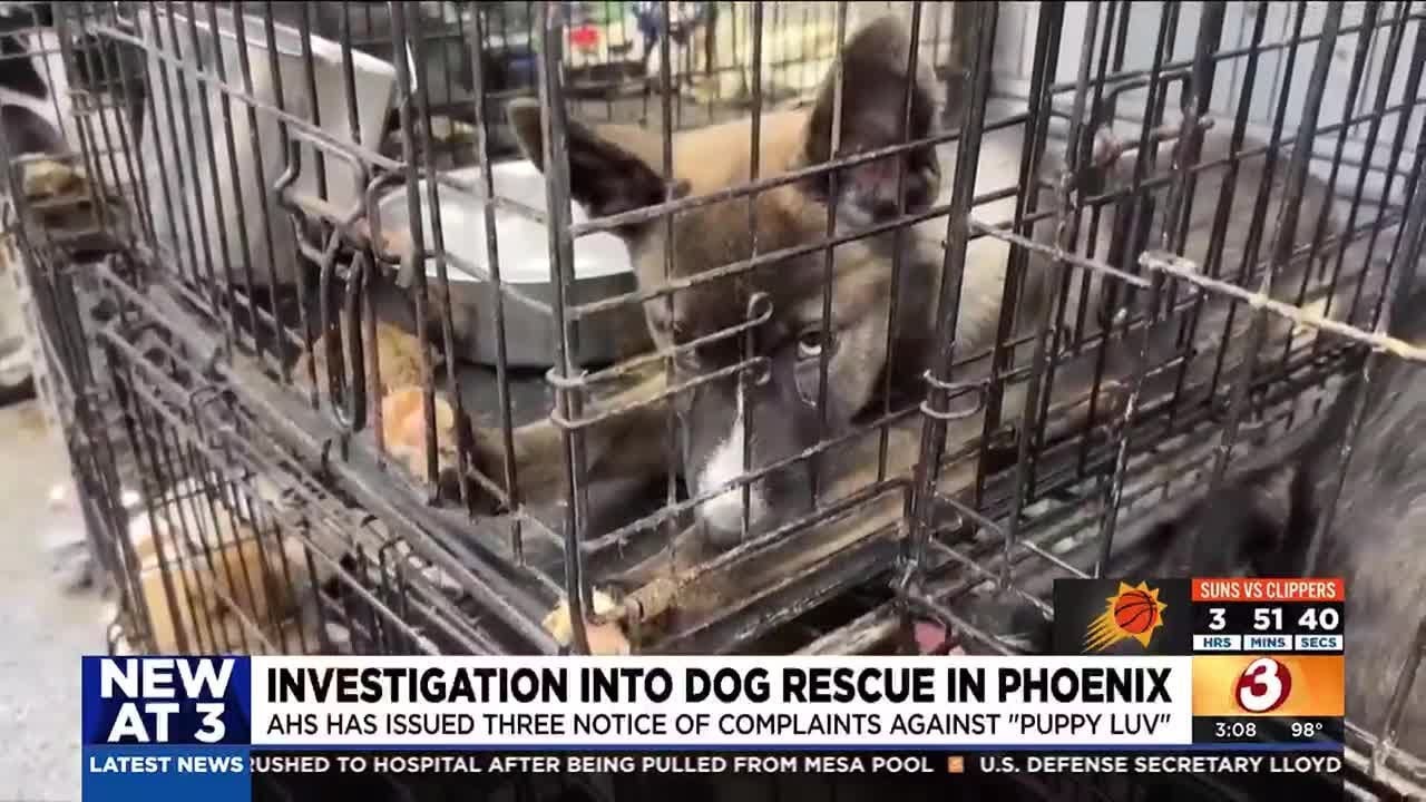 Dogs at a Phoenix animal rescue found in deplorable conditions