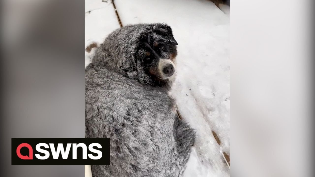 Cold-loving dog insists on staying outside in -40 degree temperature during Chicago snowstorm | SWNS
