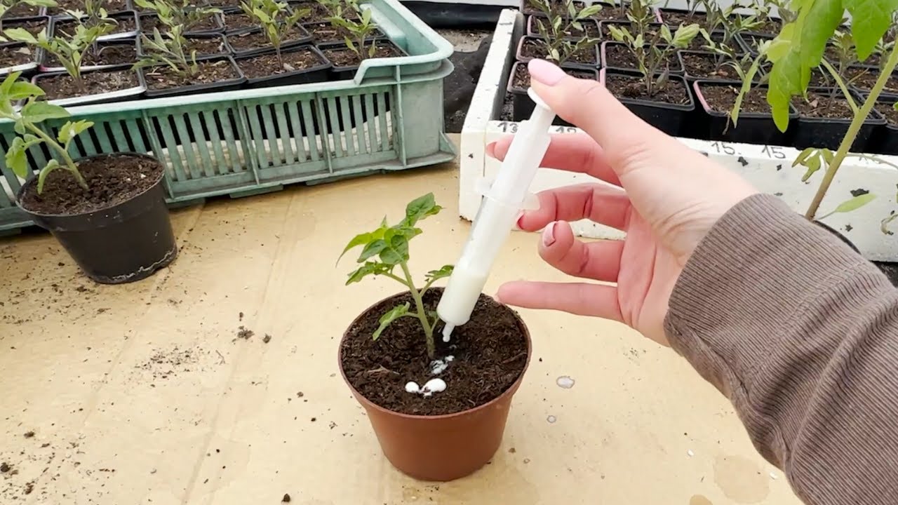 Kilka kropli i sadzonki pomidora będą miały silne i grube łodygi jak nigdy