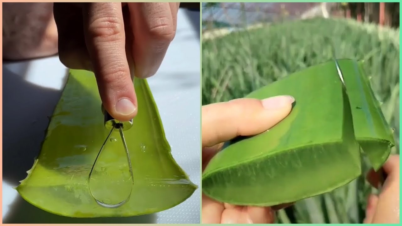 Oddly Satisfying Video - Cutting Aloe Vera 🌿 So Satisfying