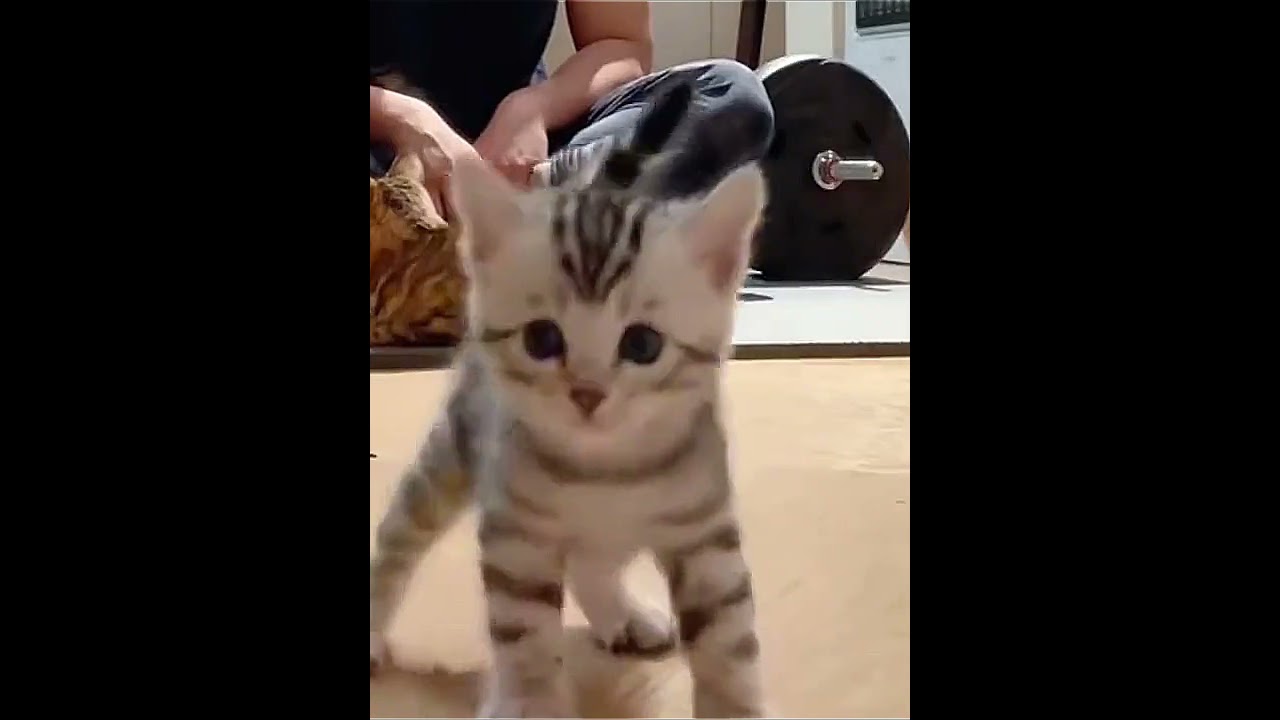 Happy cat..💀 #catvideos #cat #funny